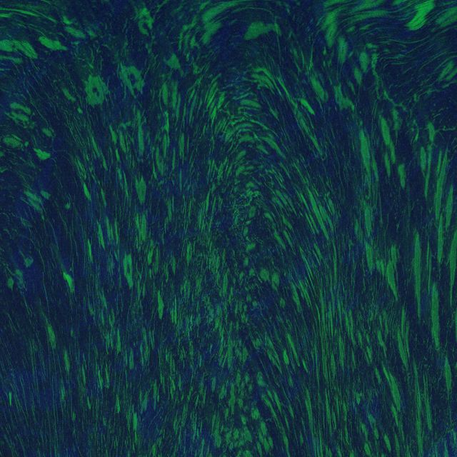 The Wild and Unknown cover