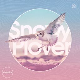 Snowy Plover cover